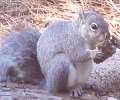 squirrel