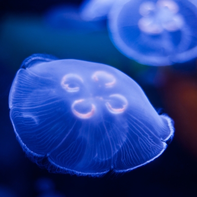 jellyfish