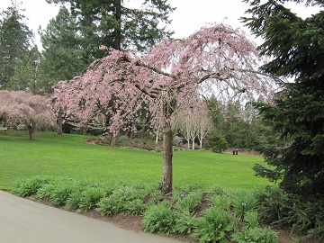 Cherry Blossoms in a Vancouver Park 