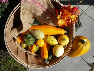 Fall Harvest [Image © Tella Sametz]