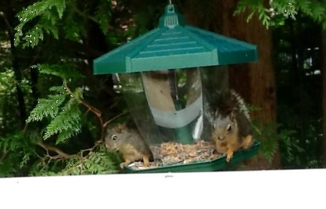 Squirrels at the Bird Feeder