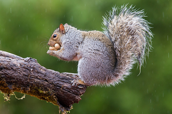 Squirrel with Peanuts [Image © Adobe Stock]